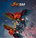 SV388 Cockfight